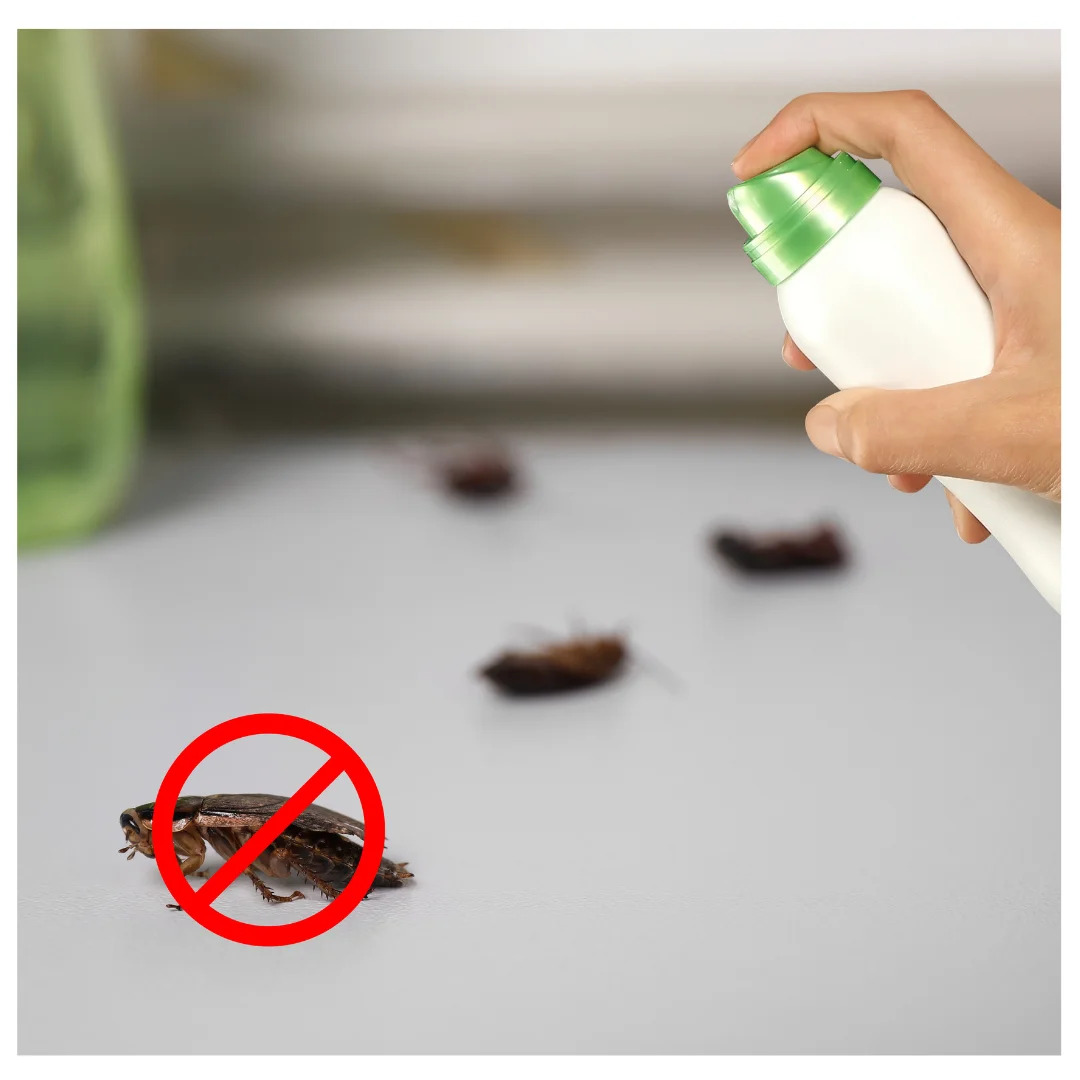 Pest Control Services Delhi | +91 81785 37500